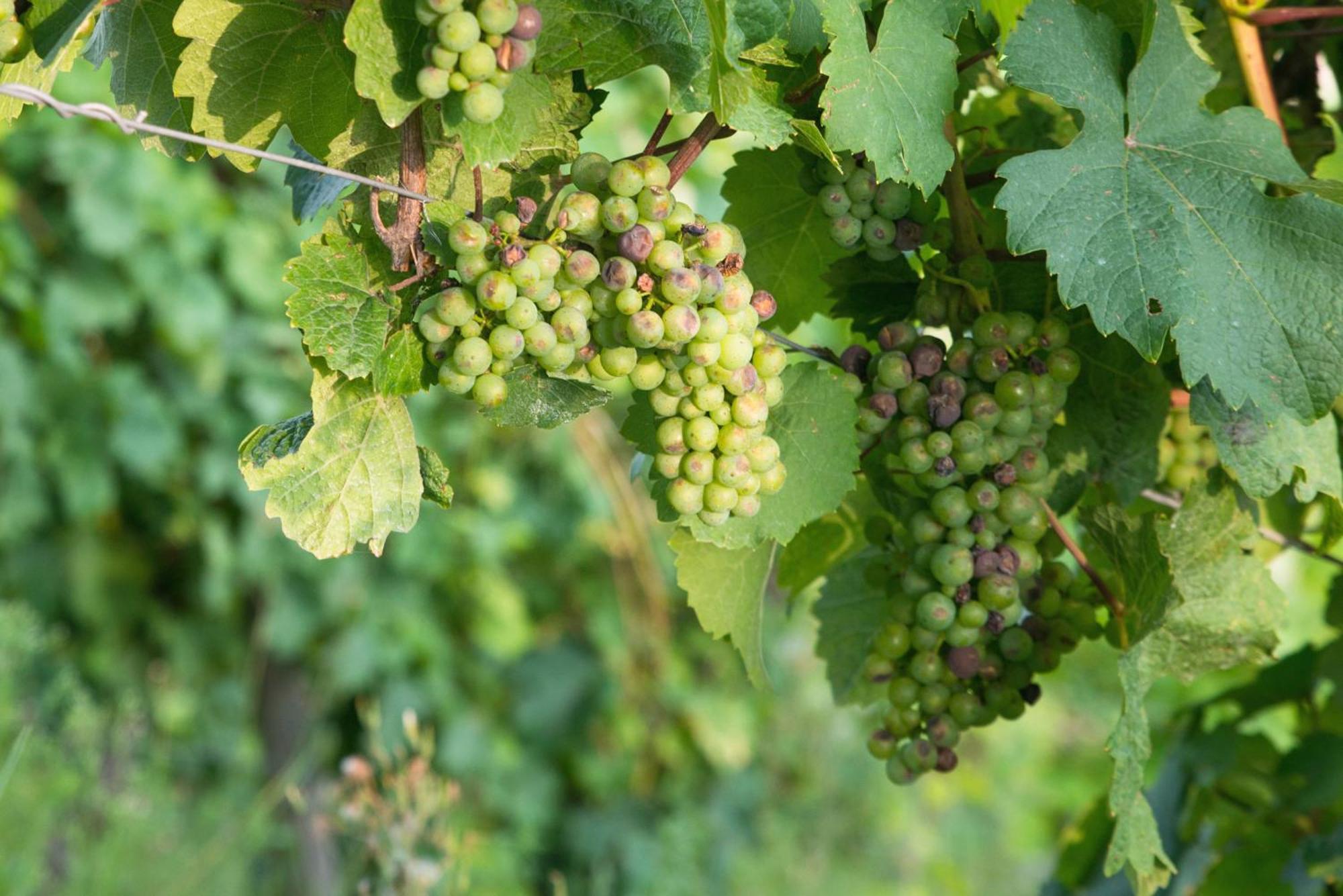 Weingut / Gaestehaus Gerlach Ürzig Kültér fotó