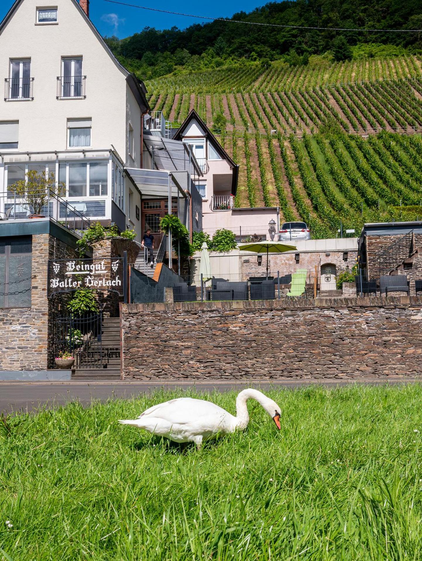 Weingut / Gaestehaus Gerlach Ürzig Kültér fotó
